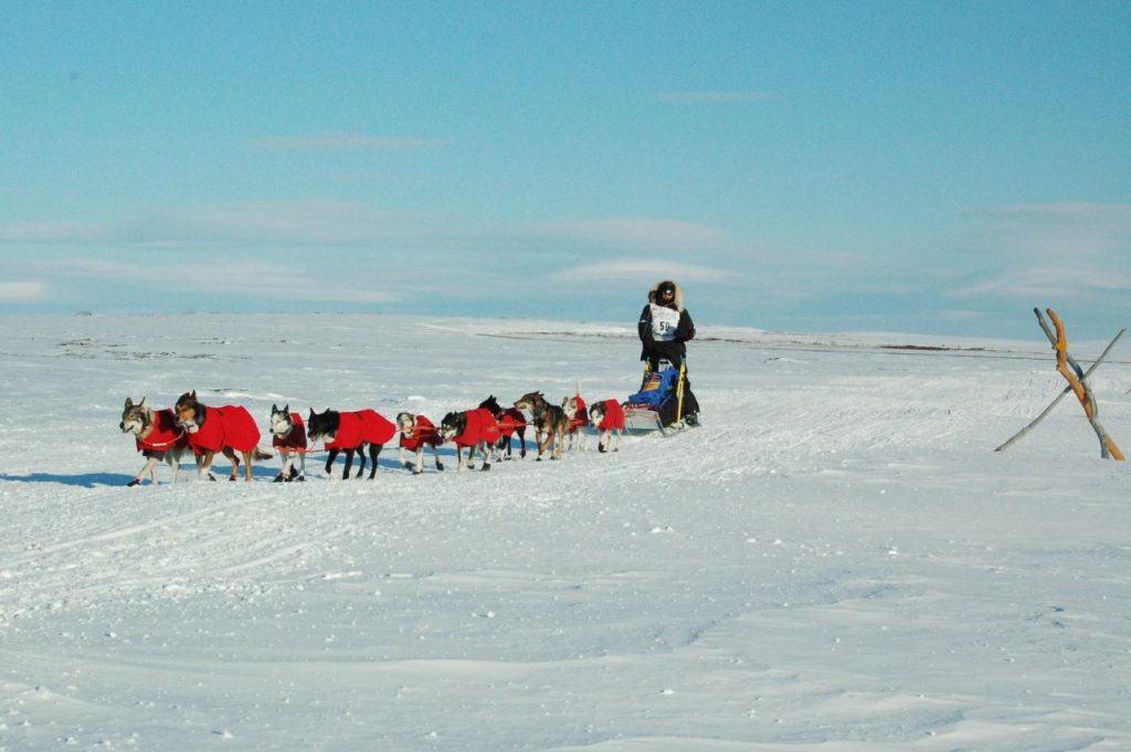 Iditarod team near Nome